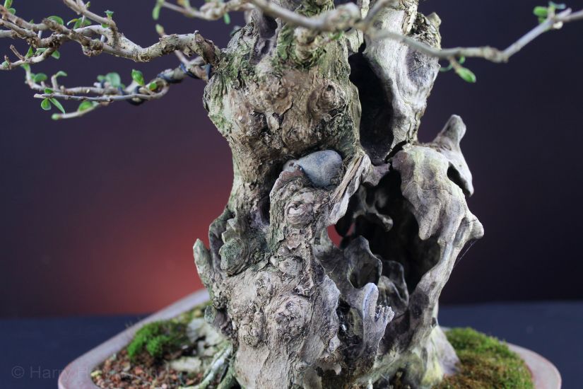 privet bonsai